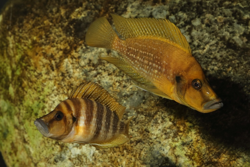 Altolamprologus compressiceps 'Talama'